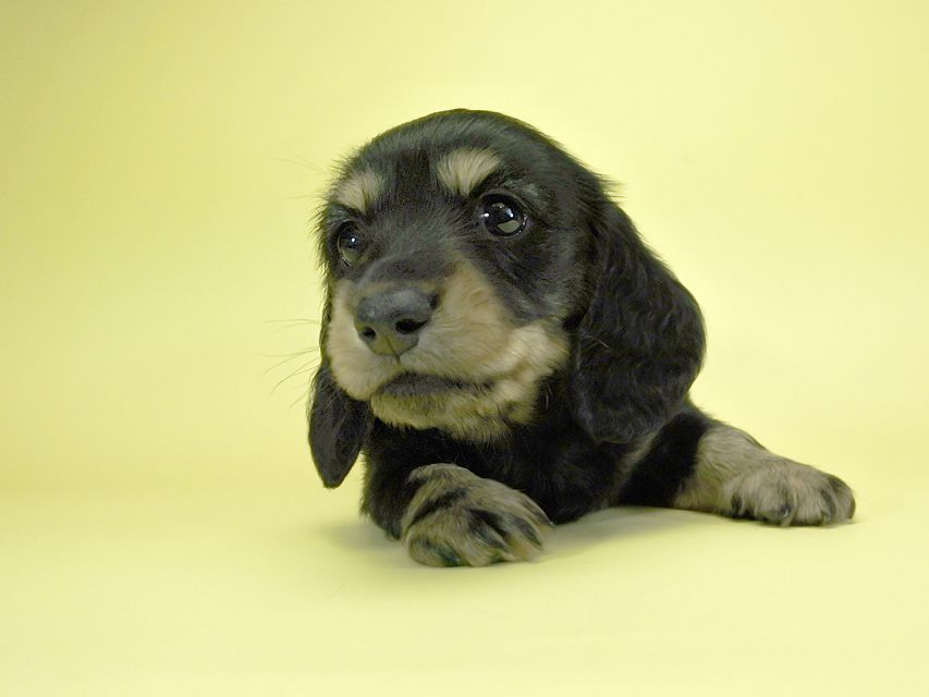 カニンヘンダックスフンド ロングヘアード キュリ & ジムの子犬 ブラッククリーム 男の子