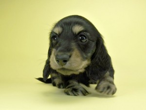 ダックスフンド カニンヘン キュリの子犬 ブラッククリーム 男の子