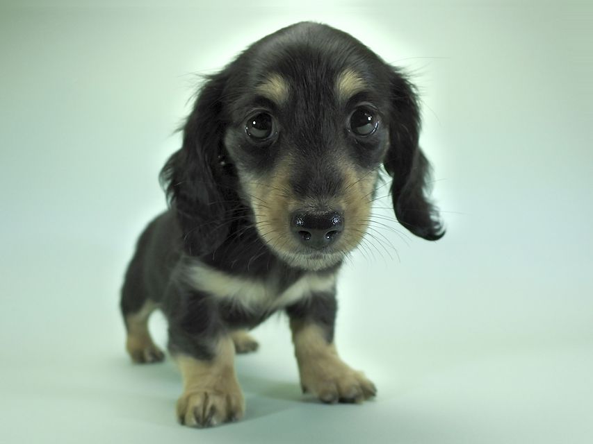 カニンヘンダックスフンド ロングヘアード 楓 & ジャンクレールダンディの子犬 ブラッククリーム 女の子