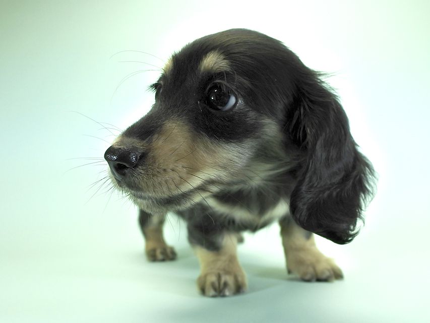 カニンヘンダックスフンド ロングヘアード 楓 & ジャンクレールダンディの子犬 ブラッククリーム 女の子