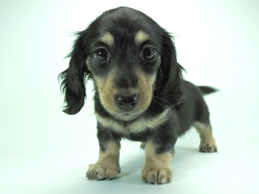 カニンヘンダックスフンド ロングヘアード 楓 & ジャンクレールダンディの子犬 ブラッククリーム 女の子