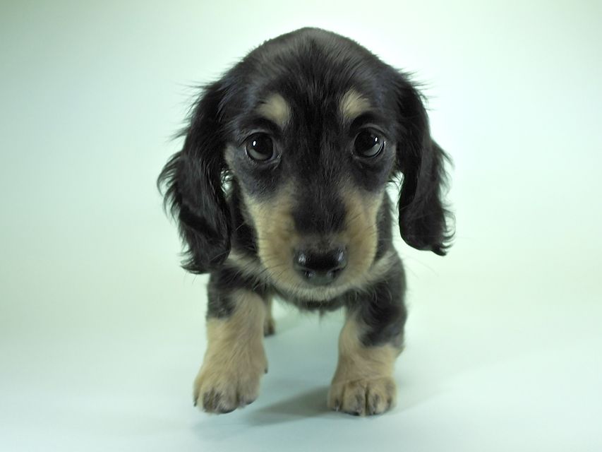 カニンヘンダックスフンド ロングヘアード 楓 & ジャンクレールダンディの子犬 ブラッククリーム 女の子