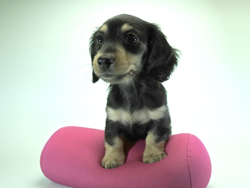 カニンヘンダックスフンド ロングヘアード 楓 & ジャンクレールダンディの子犬 ブラッククリーム 女の子