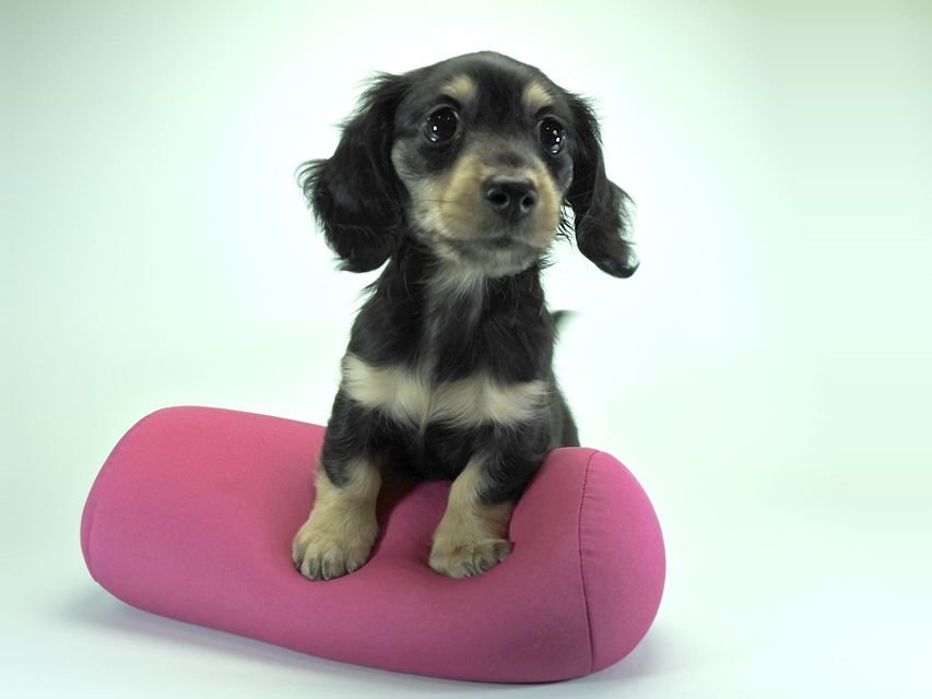 カニンヘンダックスフンド ロングヘアード 楓 & ジャンクレールダンディの子犬 ブラッククリーム 女の子