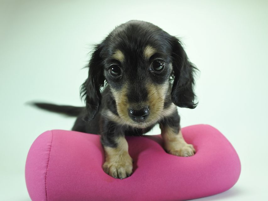 カニンヘンダックスフンド ロングヘアード 楓 & ジャンクレールダンディの子犬 ブラッククリーム 女の子