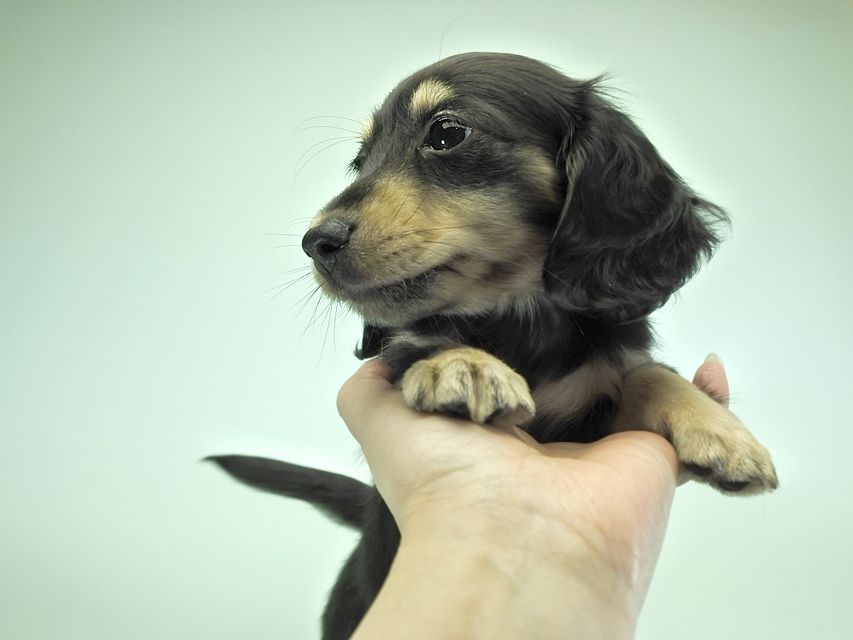 カニンヘンダックスフンド ロングヘアード 楓 & ジャンクレールダンディの子犬 ブラッククリーム 女の子