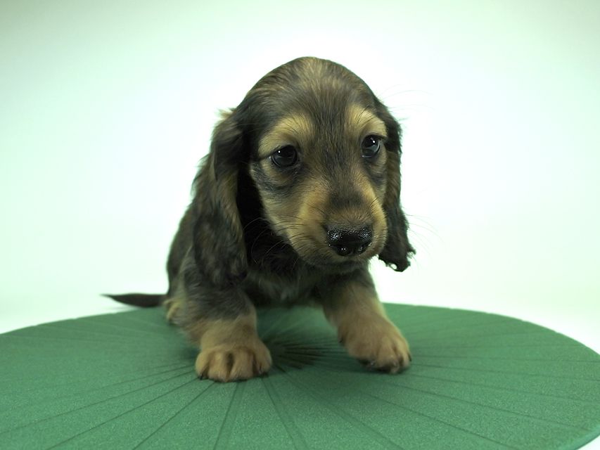 カニンヘンダックスフンド ロングヘアード ティアラ & オスカルの子犬 シェーデットクリーム 男の子