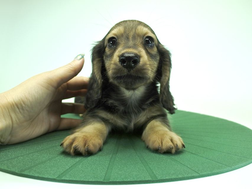 カニンヘンダックスフンド ロングヘアード ティアラ & オスカルの子犬 シェーデットクリーム 男の子