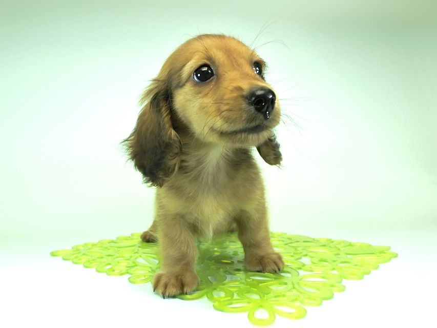 カニンヘンダックスフンド ロングヘアード スワン & たけるの子犬 レッド 男の子（1）