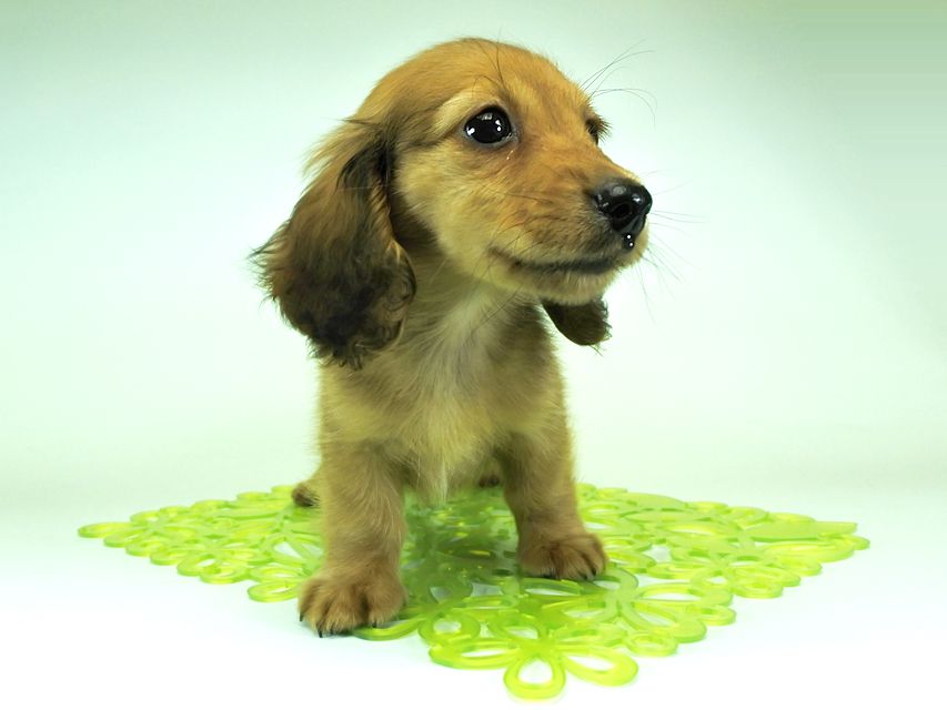 カニンヘンダックスフンド ロングヘアード スワン & たけるの子犬 レッド 男の子（1）