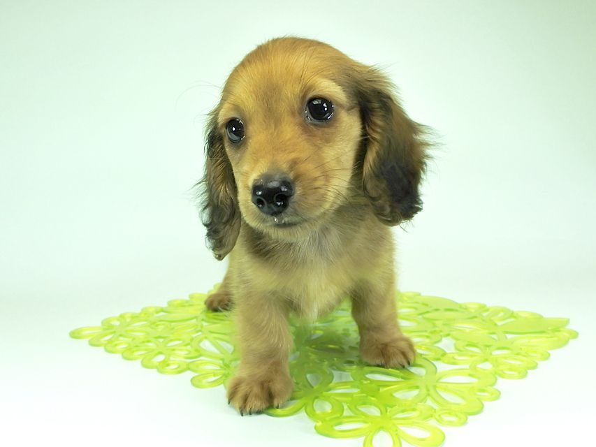 カニンヘンダックスフンド ロングヘアード スワン & たけるの子犬 レッド 男の子（1）