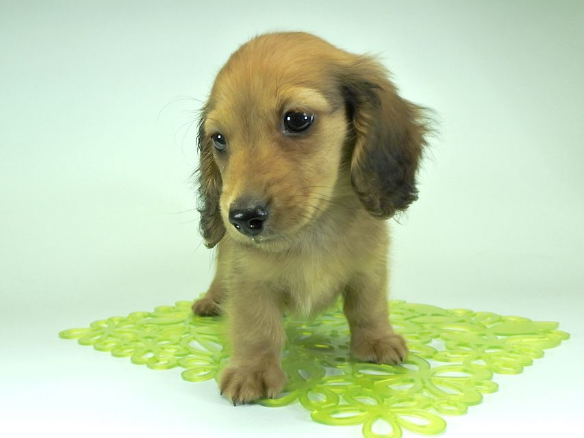 カニンヘンダックスフンド ロングヘアード スワン & たけるの子犬 レッド 男の子（1）