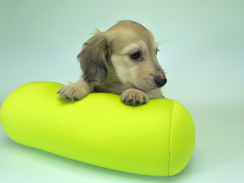 カニンヘンダックスフンド ロングヘアード エンジェル & たけるの子犬 シェーデットクリーム 女の子