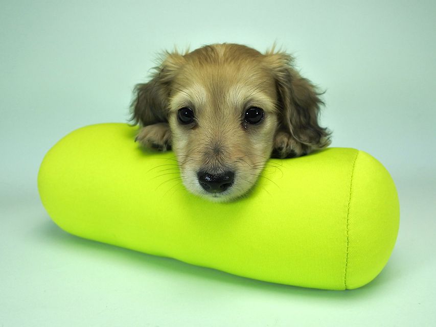 カニンヘンダックスフンド ロングヘアード エンジェル & たけるの子犬 シェーデットクリーム 女の子