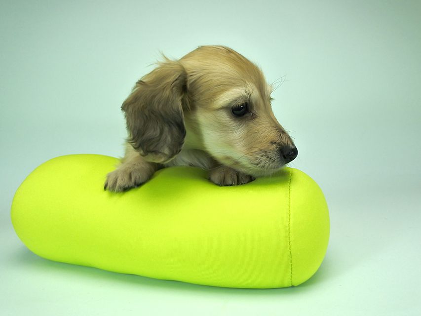 カニンヘンダックスフンド ロングヘアード エンジェル & たけるの子犬 シェーデットクリーム 女の子