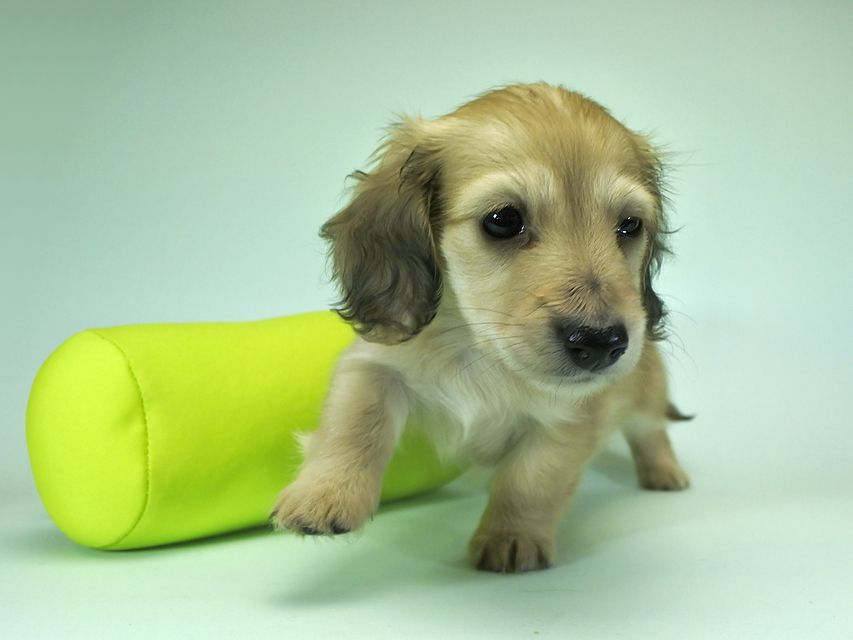 カニンヘンダックスフンド ロングヘアード エンジェル & たけるの子犬 シェーデットクリーム 女の子