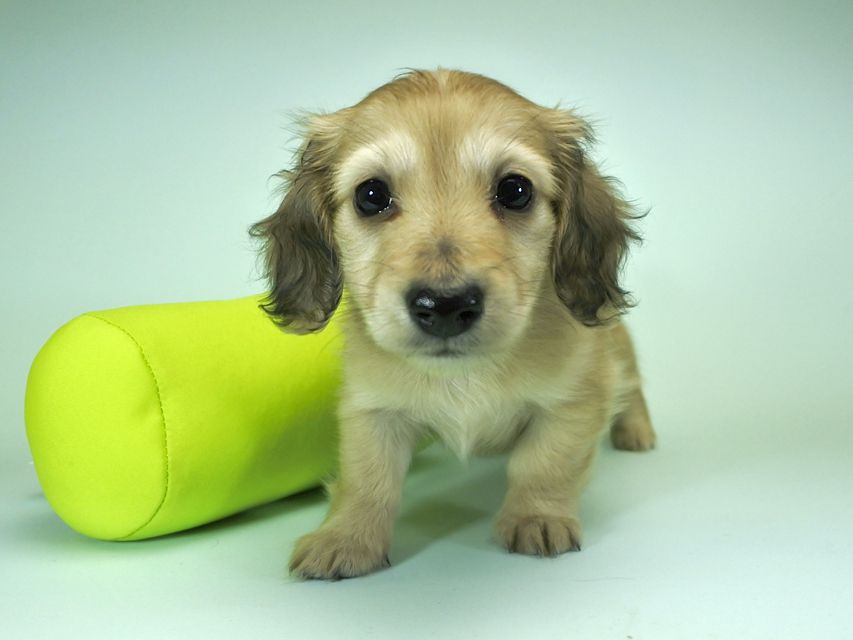 カニンヘンダックスフンド ロングヘアード エンジェル & たけるの子犬 シェーデットクリーム 女の子