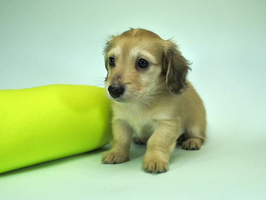 カニンヘンダックスフンド ロングヘアード エンジェル & たけるの子犬 シェーデットクリーム 女の子