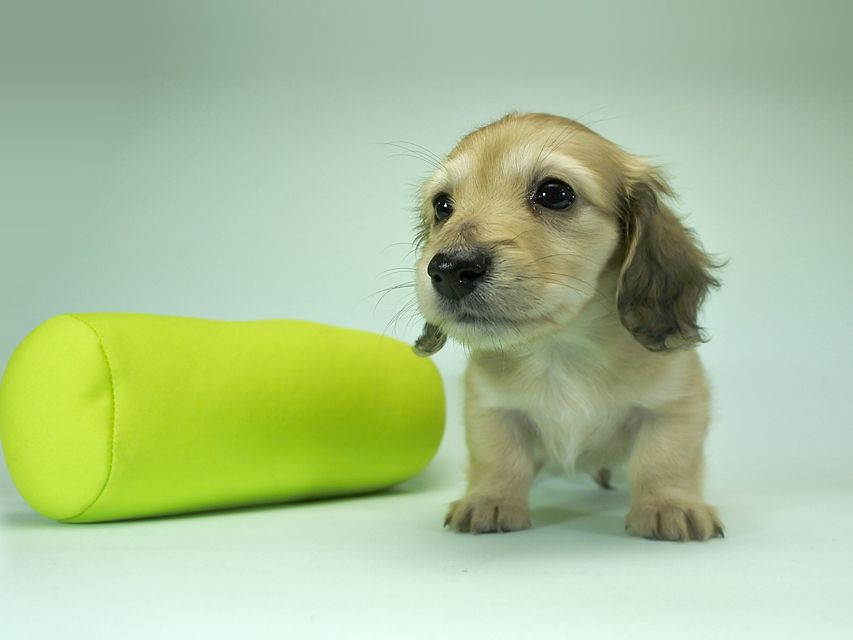 カニンヘンダックスフンド ロングヘアード エンジェル & たけるの子犬 シェーデットクリーム 女の子