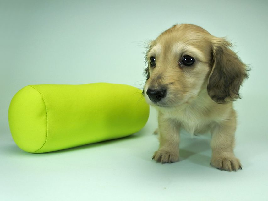 カニンヘンダックスフンド ロングヘアード エンジェル & たけるの子犬 シェーデットクリーム 女の子