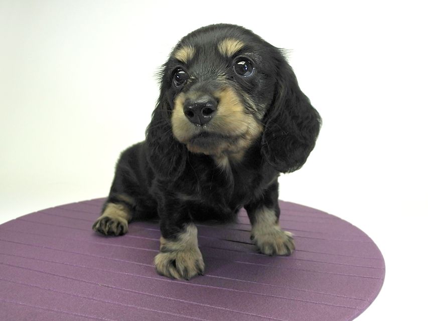 カニンヘンダックスフンド ロングヘアード プレ.yu & オスカルの子犬 ブラッククリームブリンドル 男の子