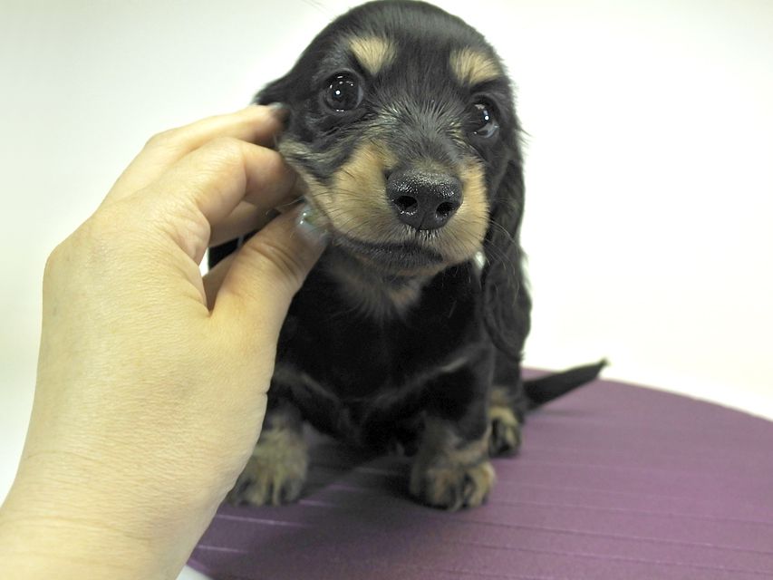 カニンヘンダックスフンド ロングヘアード プレ.yu & オスカルの子犬 ブラッククリームブリンドル 男の子