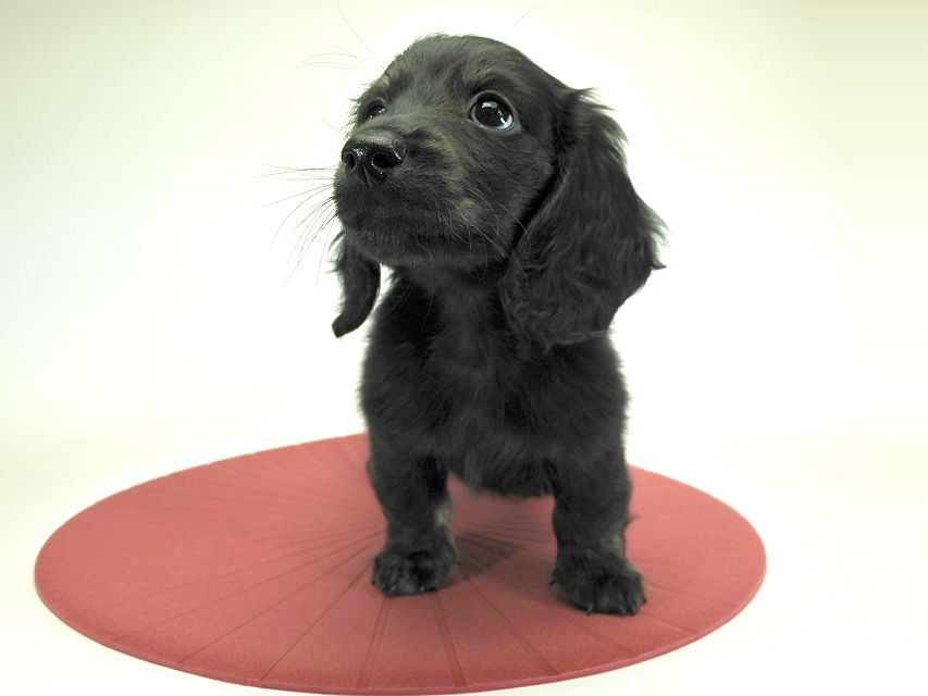 カニンヘンダックスフンド ロングヘアード プレ.yu & オスカルの子犬 ブラッククリームブリンドル 男の子