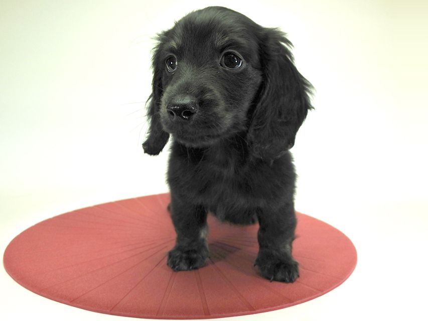 カニンヘンダックスフンド ロングヘアード プレ.yu & オスカルの子犬 ブラッククリームブリンドル 男の子