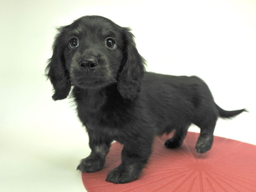カニンヘンダックスフンド ロングヘアード プレ.yu & オスカルの子犬 ブラッククリームブリンドル 男の子