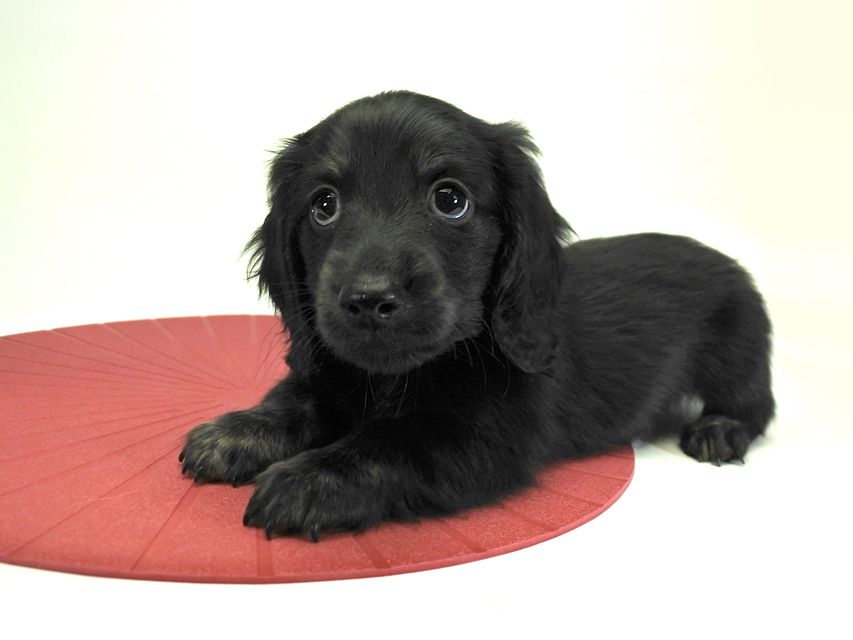 カニンヘンダックスフンド ロングヘアード プレ.yu & オスカルの子犬 ブラッククリームブリンドル 男の子