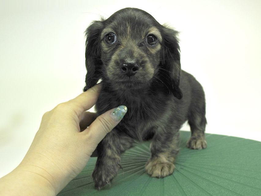 カニンヘンダックスフンド ロングヘアード プレ.yu & オスカルの子犬 クリームブリンドル 女の子
