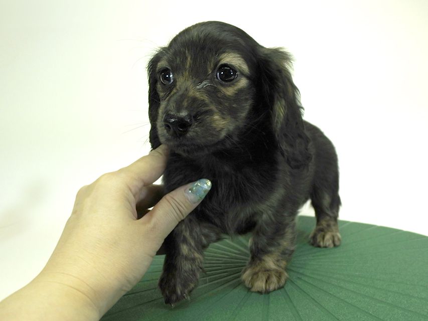 カニンヘンダックスフンド ロングヘアード プレ.yu & オスカルの子犬 クリームブリンドル 女の子