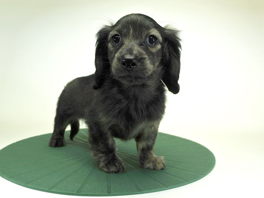 カニンヘンダックスフンド ロングヘアード プレ.yu & オスカルの子犬 クリームブリンドル 女の子