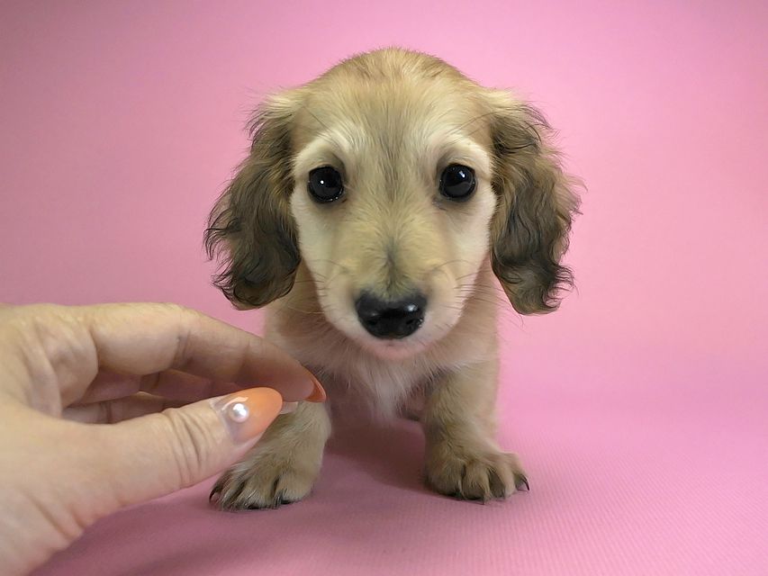 カニンヘンダックスフンド ロングヘアード エンジェル & たけるの子犬 シェーデットクリーム 女の子