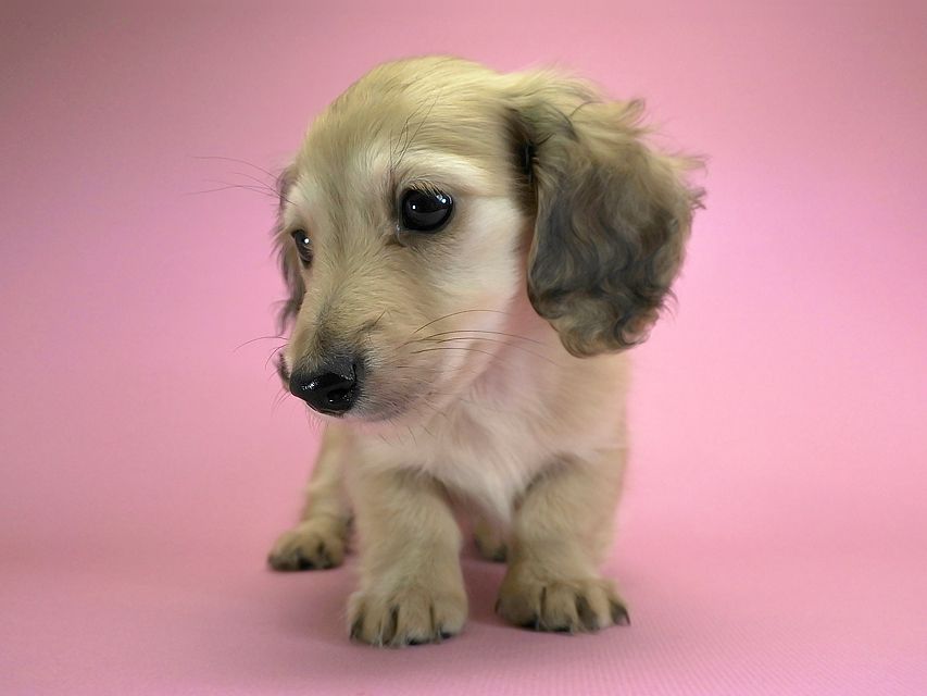 カニンヘンダックスフンド ロングヘアード エンジェル & たけるの子犬 シェーデットクリーム 女の子