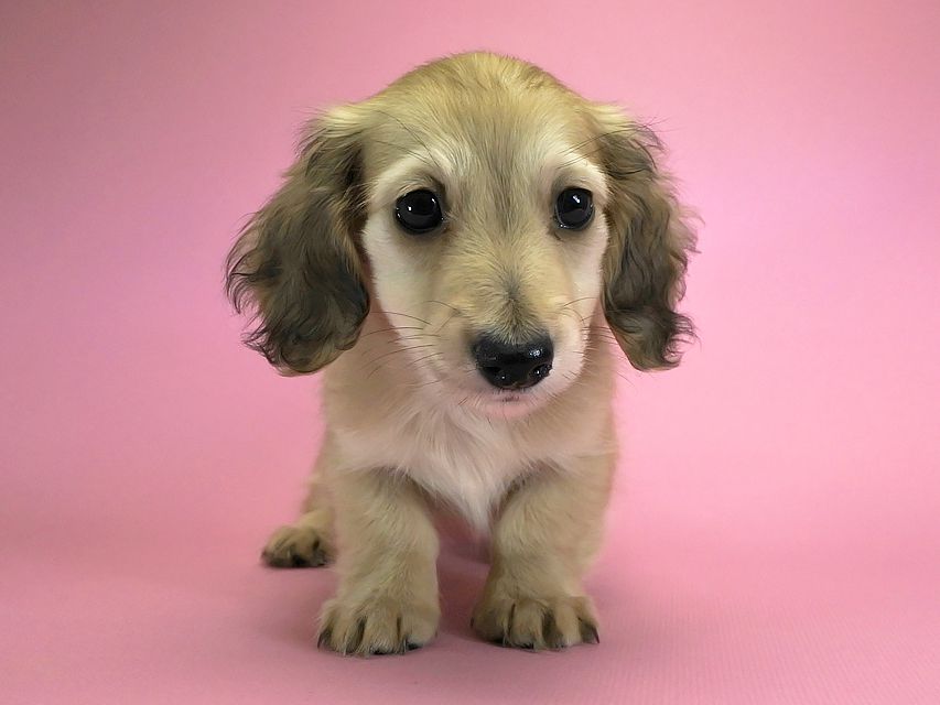 カニンヘンダックスフンド ロングヘアード エンジェル & たけるの子犬 シェーデットクリーム 女の子