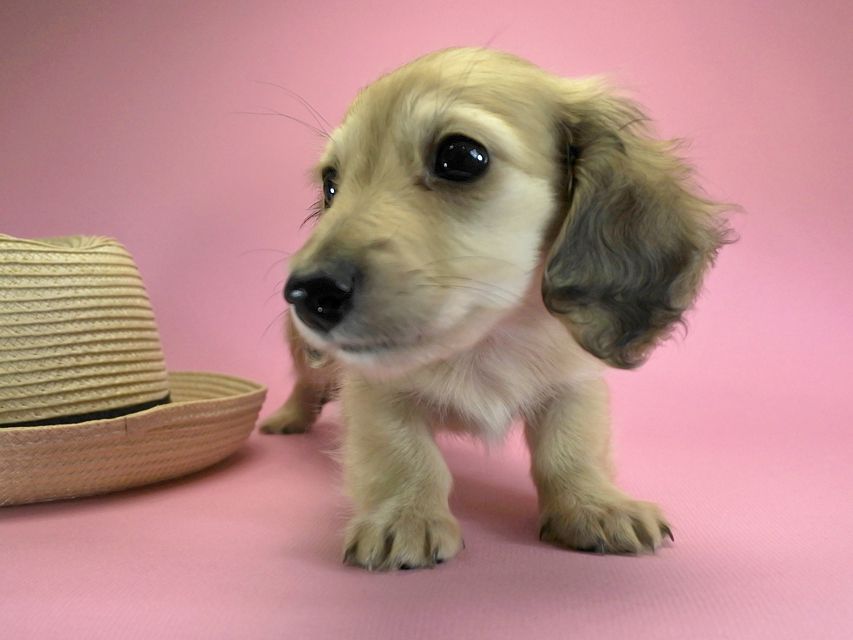 カニンヘンダックスフンド ロングヘアード エンジェル & たけるの子犬 シェーデットクリーム 女の子