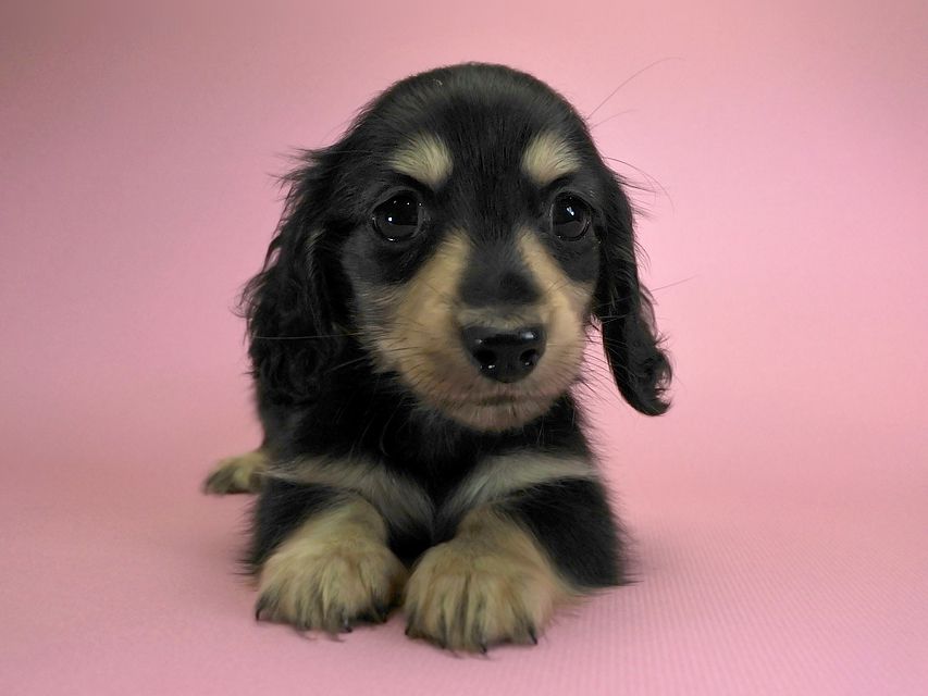 カニンヘンダックスフンド ロングヘアード エリカ & ダルクの子犬 ブラッククリーム 女の子 お写真初登場