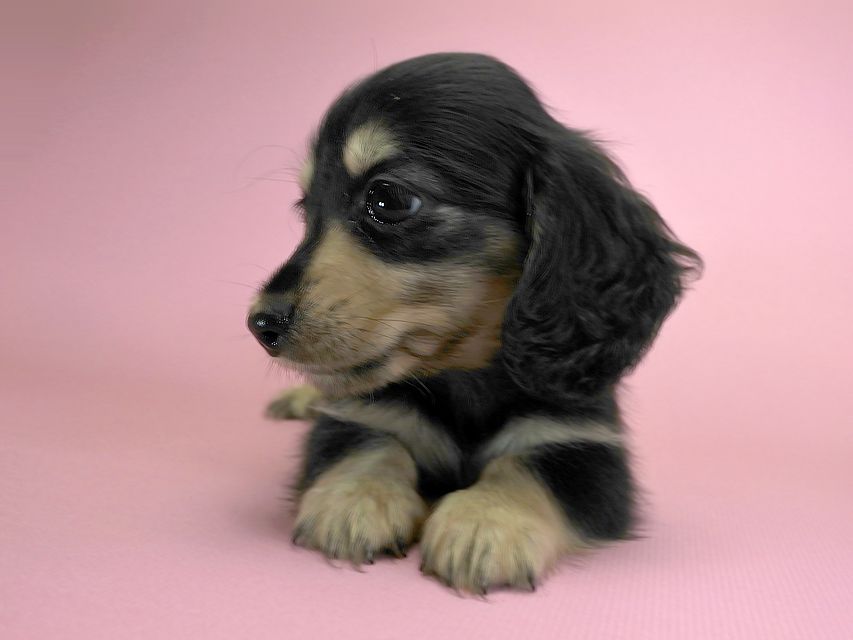 カニンヘンダックスフンド ロングヘアード エリカ & ダルクの子犬 ブラッククリーム 女の子 お写真初登場