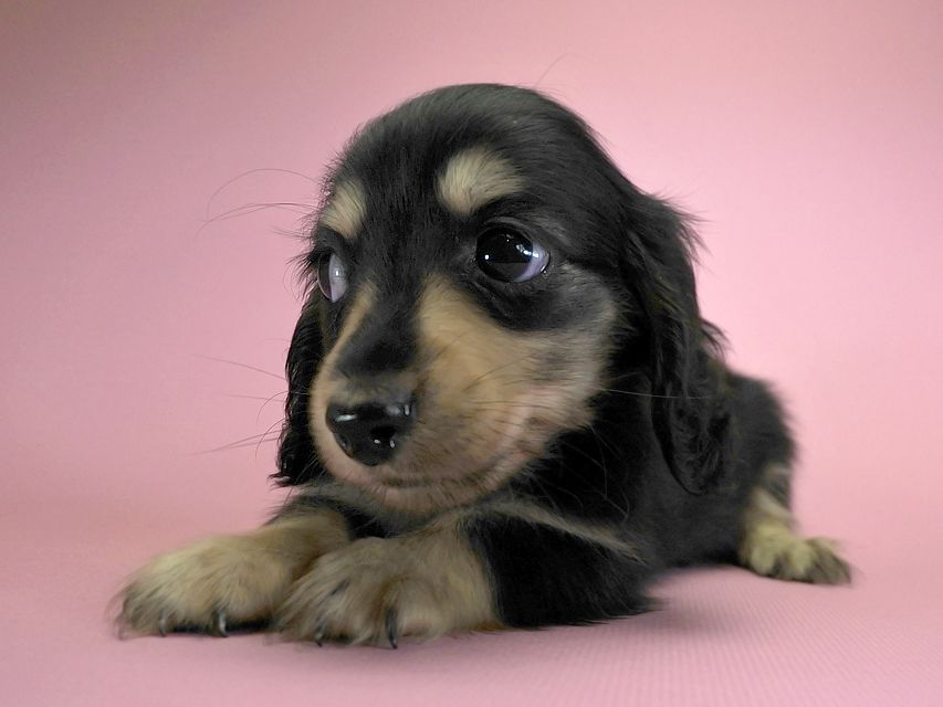 カニンヘンダックスフンド ロングヘアード エリカ & ダルクの子犬 ブラッククリーム 女の子 お写真初登場