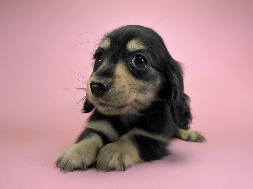 カニンヘンダックスフンド ロングヘアード エリカ & ダルクの子犬 ブラッククリーム 女の子 お写真初登場