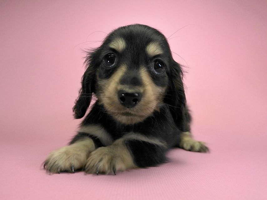 カニンヘンダックスフンド ロングヘアード エリカ & ダルクの子犬 ブラッククリーム 女の子 お写真初登場