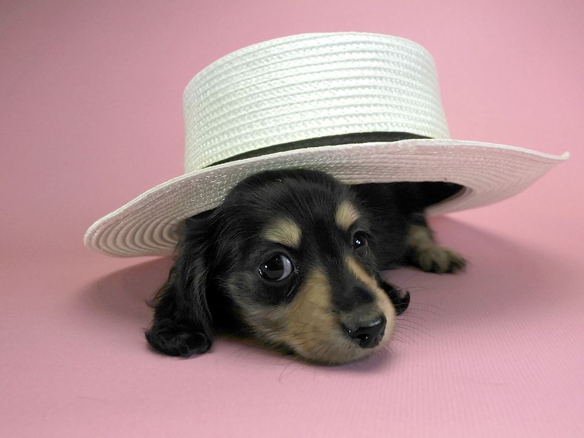 カニンヘンダックスフンド ロングヘアード エリカ & ダルクの子犬 ブラッククリーム 女の子 お写真初登場