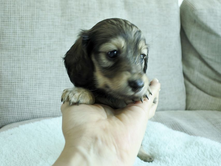 カニンヘンダックスフンド ロングヘアード ナツ.mh & アン.mhの子犬 シェーデットクリーム 女の子