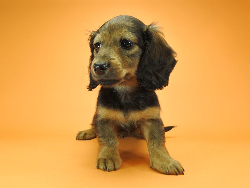 カニンヘンダックスフンド ロングヘアード ナツ.mh & アン.mhの子犬 シェーデットレッド 女の子（1） お写真初登場