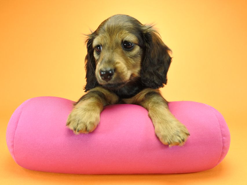 カニンヘンダックスフンド ロングヘアード ナツ.mh & アン.mhの子犬 シェーデットレッド 女の子（1） お写真初登場