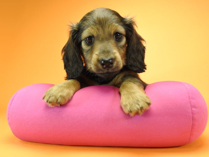 カニンヘンダックスフンド ロングヘアード ナツ.mh & アン.mhの子犬 シェーデットレッド 女の子（1） お写真初登場