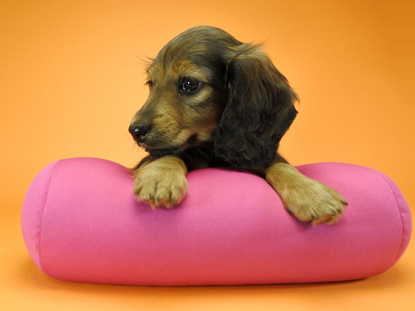 カニンヘンダックスフンド ロングヘアード ナツ.mh & アン.mhの子犬 シェーデットレッド 女の子（1） お写真初登場