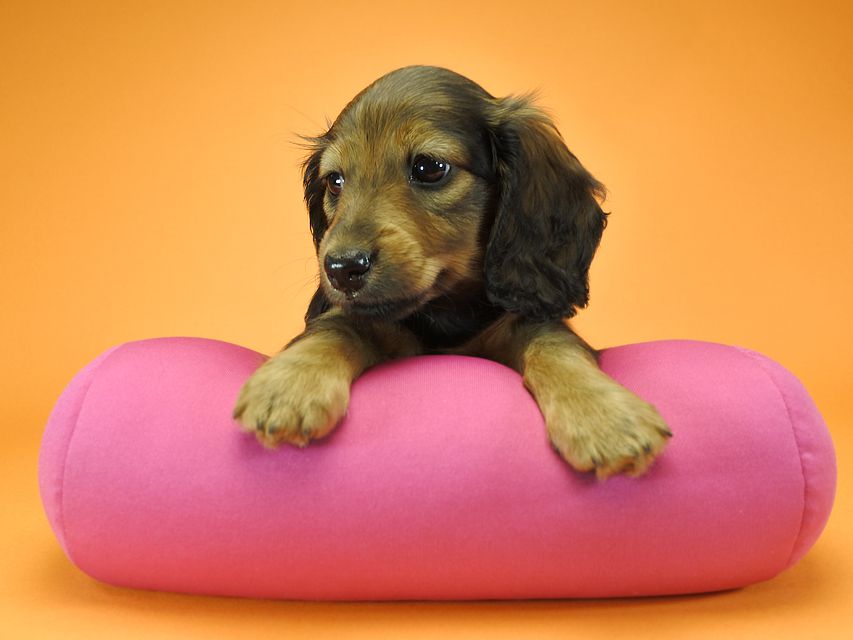 カニンヘンダックスフンド ロングヘアード ナツ.mh & アン.mhの子犬 シェーデットレッド 女の子（1） お写真初登場