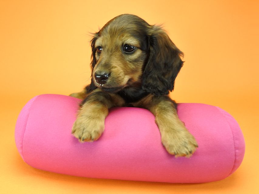 カニンヘンダックスフンド ロングヘアード ナツ.mh & アン.mhの子犬 シェーデットレッド 女の子（1） お写真初登場